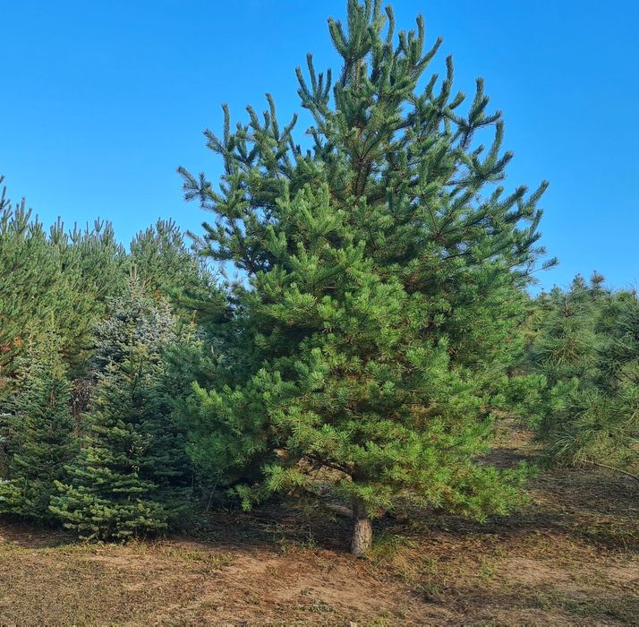 Сосна Банкса (Pinus Banksiana)