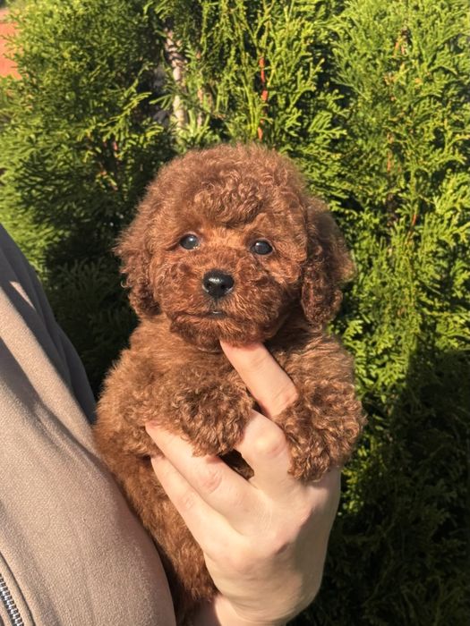 Той пудель дівчинка ред браун