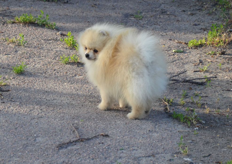 Мальчик очень ласковый шпиц.