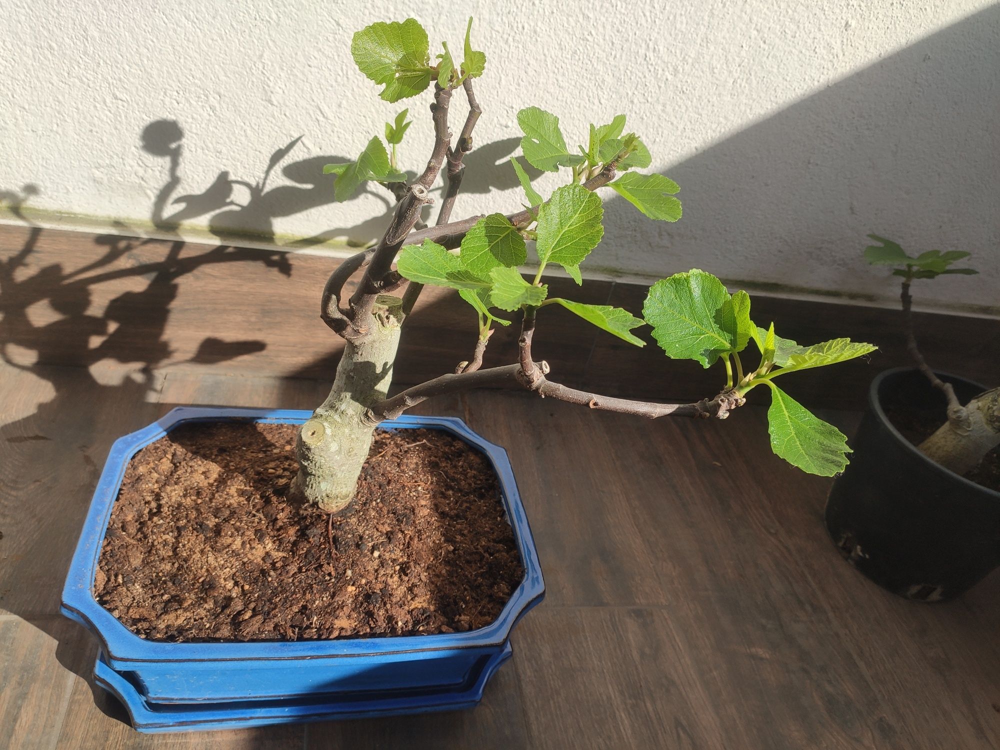 Bonsai Figueira com vaso