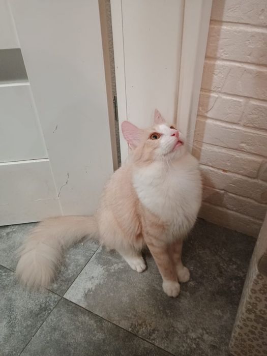 Angora Turecka, kot rasowy