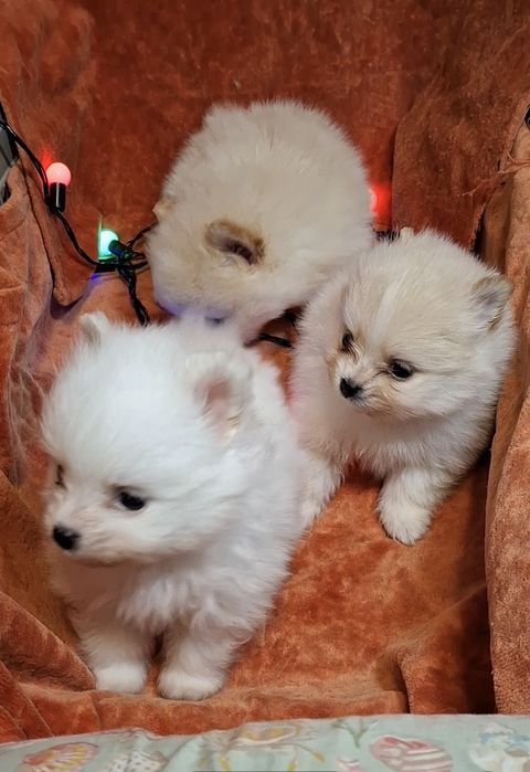 Малюки на долоню! Мiнi-хлопчики, здоровi шпiцулi шукають родини!