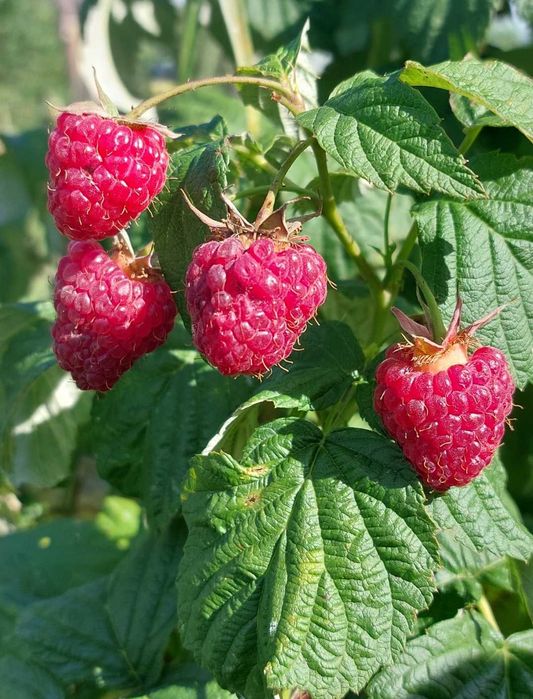 Malina konfitura 220gr, zdrowe jelita Beskidzkie zioła