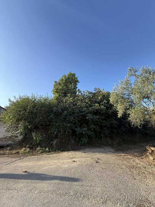 Trabalhos florestais- desbastes- desmatamento- abate de arvores