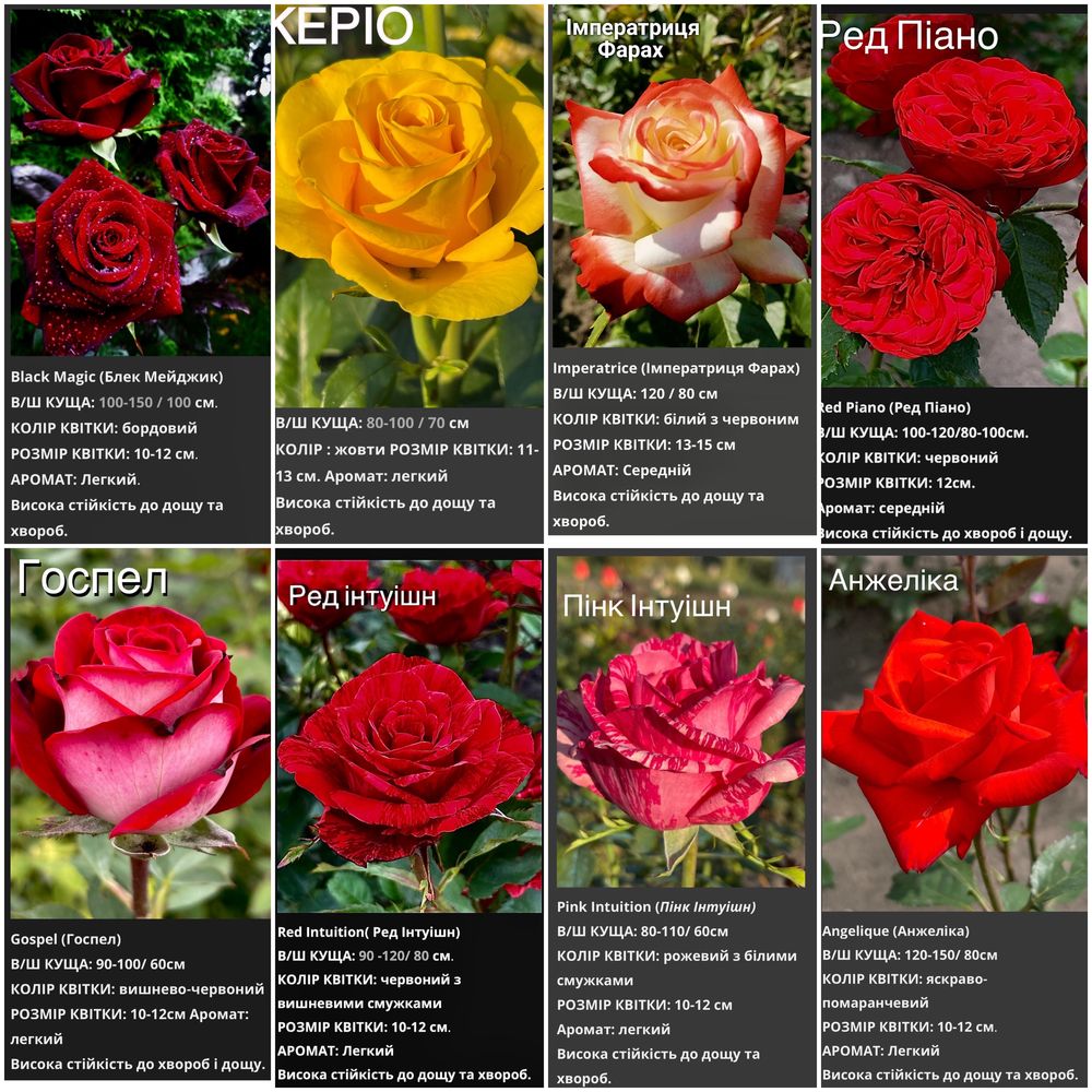 Саджанці чайно-гібридних, плетистих та паркових троянд ( саженцы роз)
