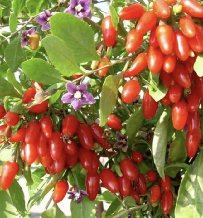 Годжі -чудо ягода , антиоксидантна бомба !