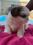 Linda cachorrinha shih tzu,vacinada e desparasitada