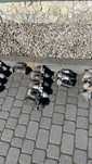 Rozrusznik Citroen Jumper 2,2 Euro 5 do regeneracji Bosch 000115093