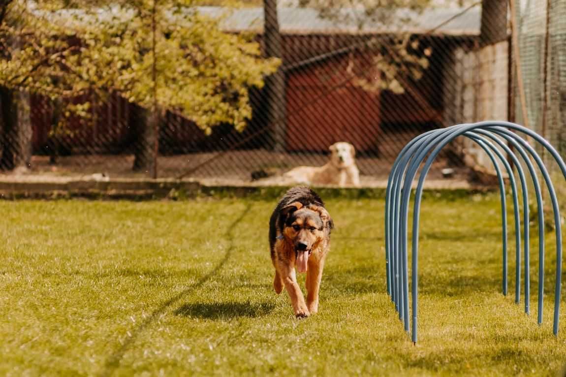 Super szalony Przecinak poleca się do adopcji!!!