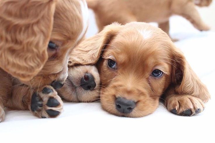 Англійський кокер-спаніель, дівчатка 2 місяці, руді.