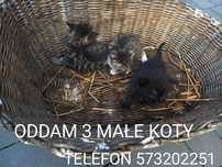 3 koty odam za darmo