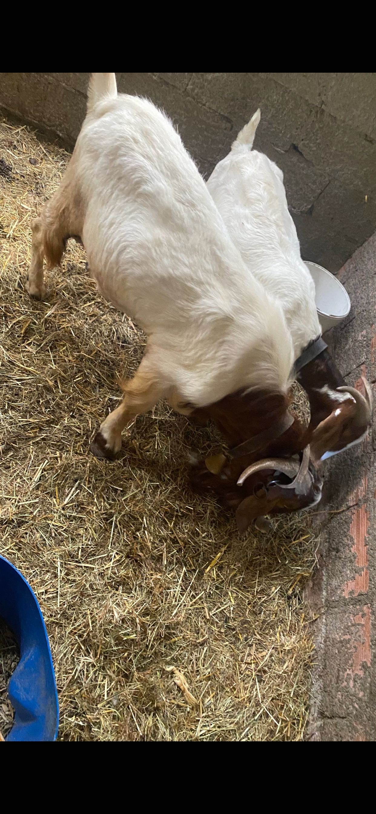 Vendo casal da raça boer