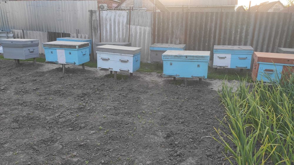 Продам лежаки з бджолосім'ями (8 сімей)
