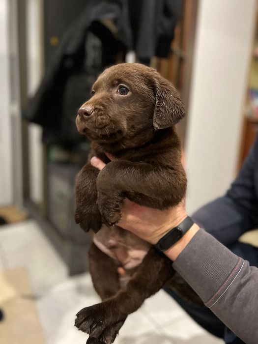 Шоколадний лабрадор