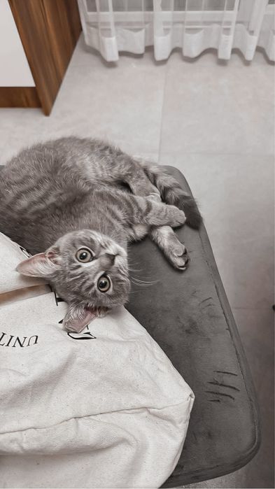 Oddam w dobre ręce kotke brytyjską