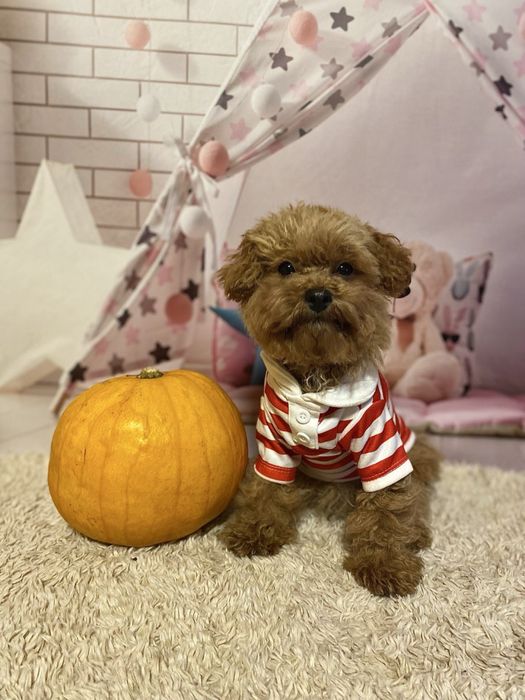 Мальтіпу Тедді тип! Дуже гарний! Мальтипу