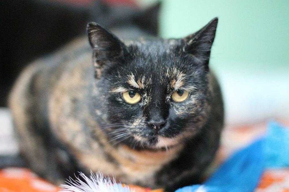 Koteczka Ida do adopcji!!