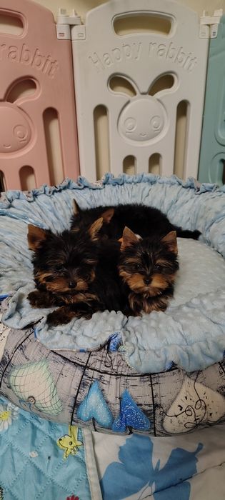 Yorkshire Terrier piesek mini mini