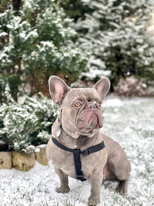 Вязка французский бульдог