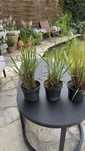 Sprzedam Rozplenica Black Beauty doniczka 2 litry