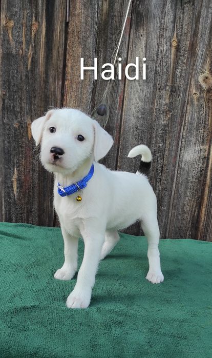 Parson Russell Terrier