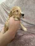 Irishdoodle Goldendoodle (Badania genetyczne)
