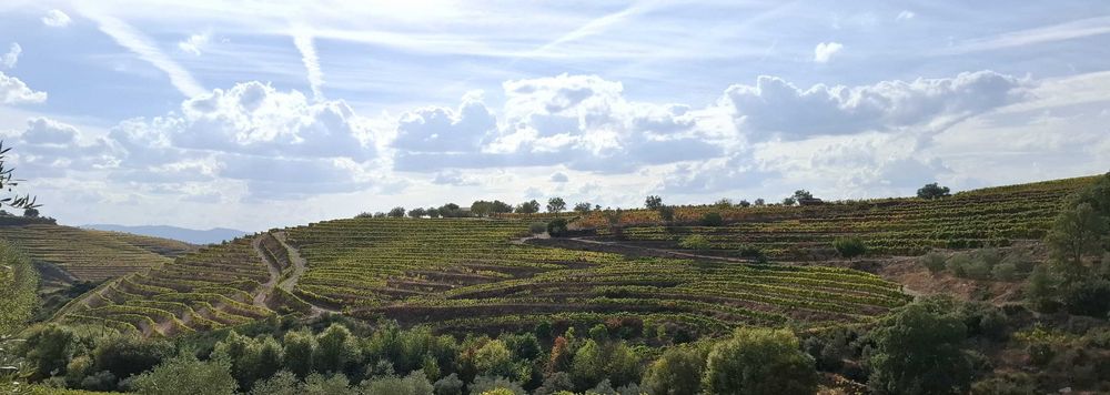 Terreno com vinha - Favaios / Douro