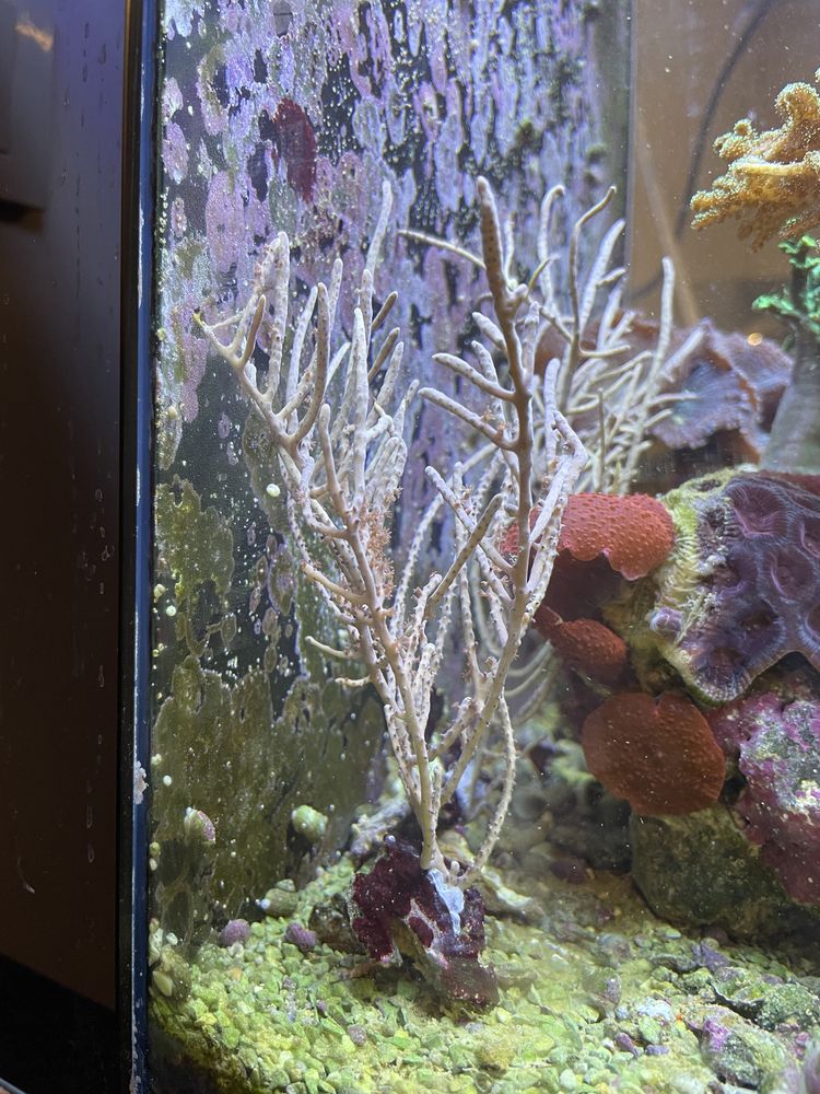 Pseudogorgonia koralowiec akwarium morskie