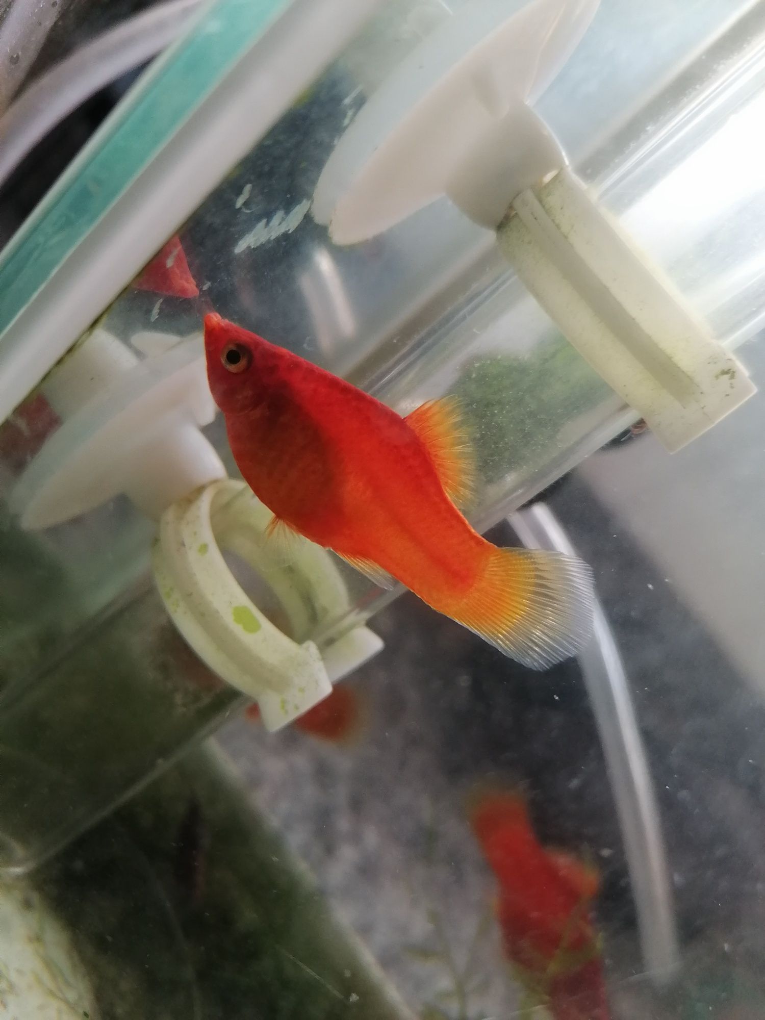 Peixes Platys laranja machos e fêmeas