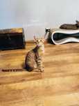 Peterbald kocurek orientalny gotowy do zmiany domku