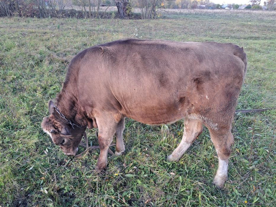Корова,телиця ,тьолка, теля