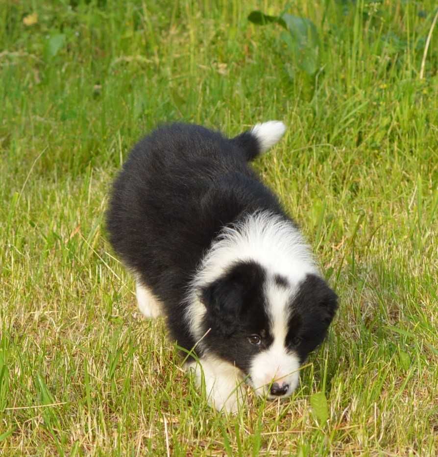 Czarno Biały Piesek Border Collie ZKwP FCI gotowy do odbioru