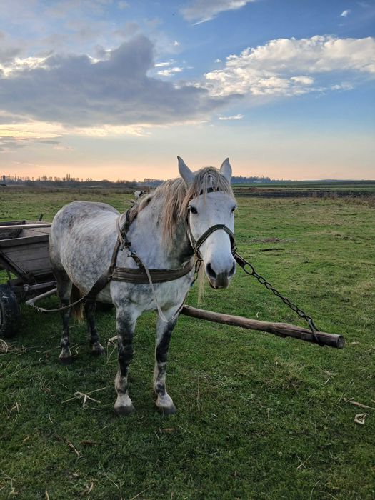 Продам робочу кобилу