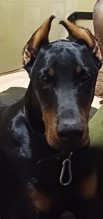 Доберман безкоштовно