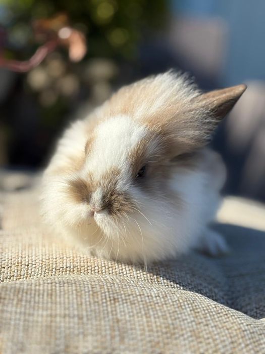 Królik karzełek miniaturka mini lop mini rex tedy kuwetujący