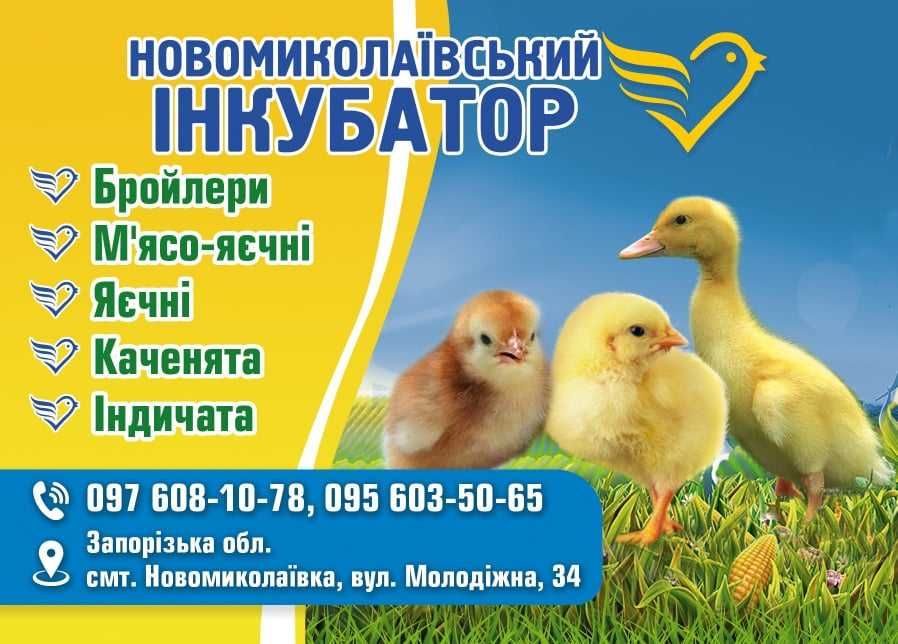Індик Бройлерний БІГ 6