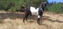 Cabrito anglo nubiano boer