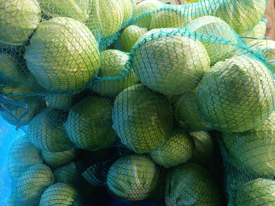 Капуста пізня Альбатрос ОПТ