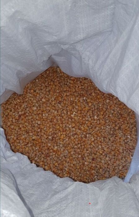 Kukurydza sucha drobna i pszenica dla kur, ryb. Worki 25kg, 50kg.