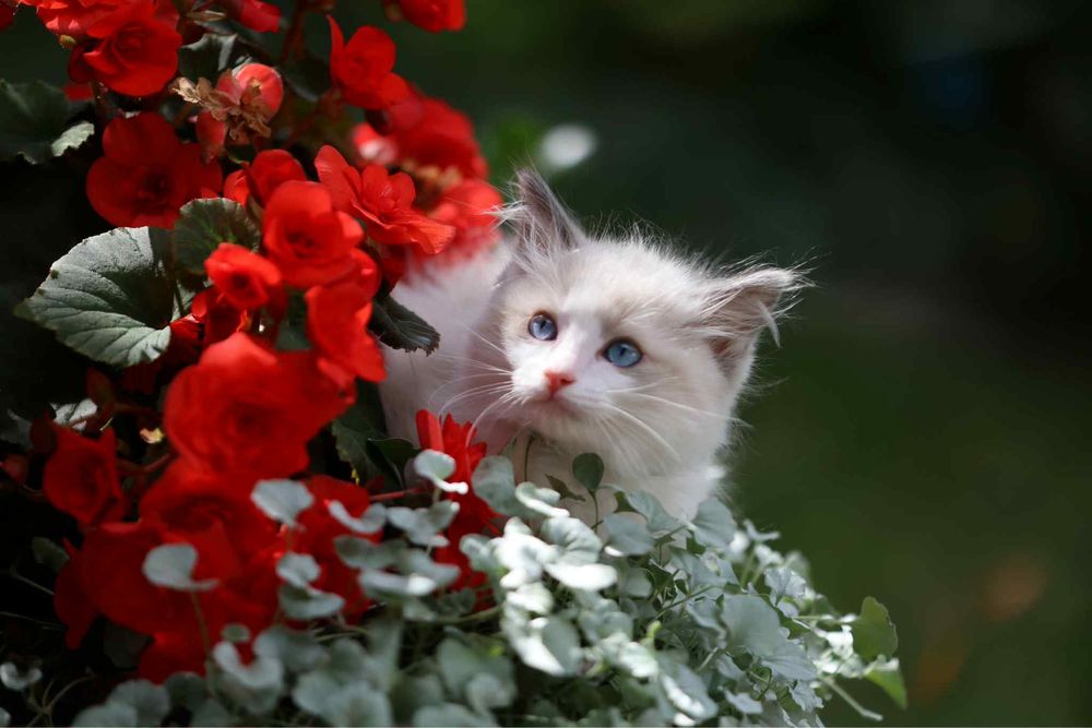 Ragdoll cudny chlopczyk :)
