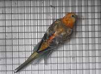 Red Rumped  2025