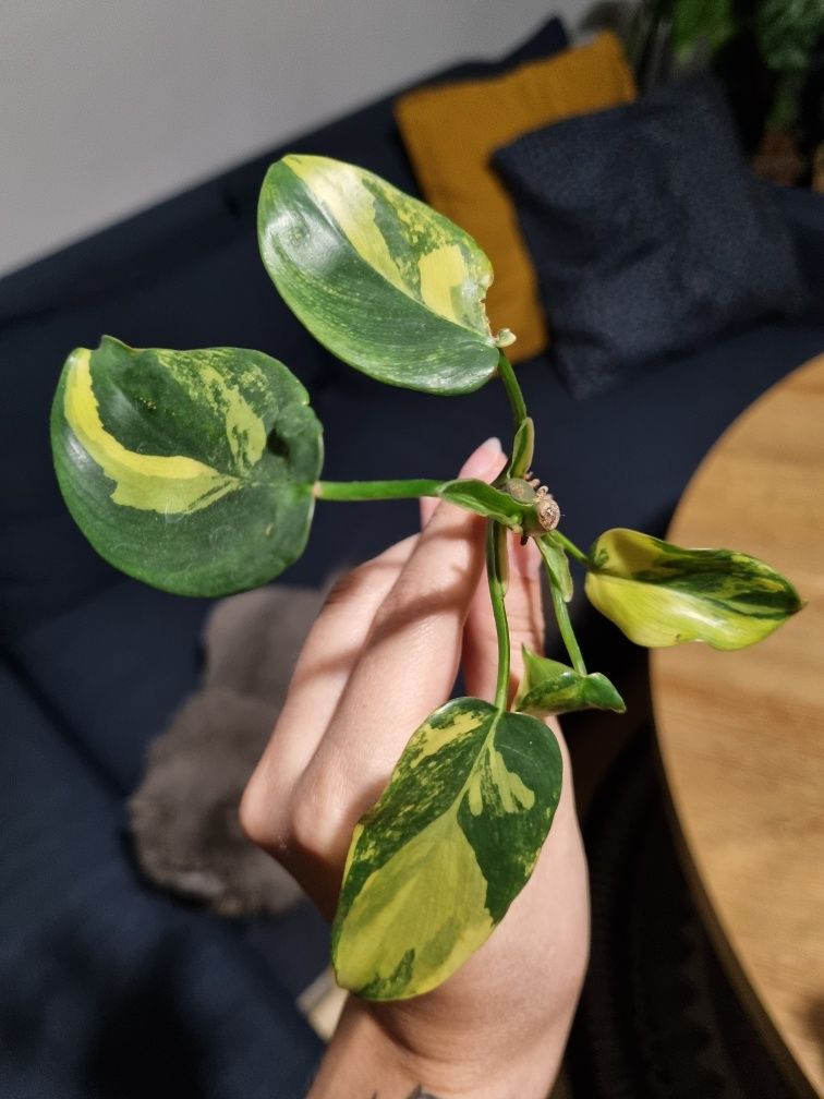 Philodendron siam sunrise domesticum variegata sadzonka kolekcjonerska