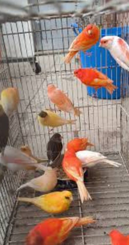 Lote de Canários
