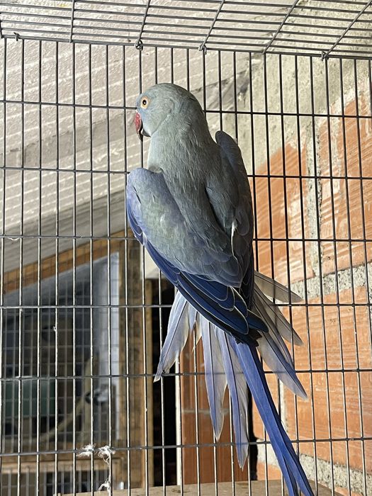 Ringneck Esmeralda * VENDA URGENTE*