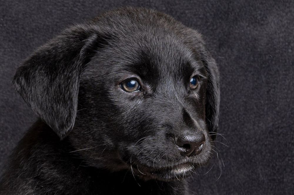 Предлагаются к продаже очень красивые породные лабрадорчики