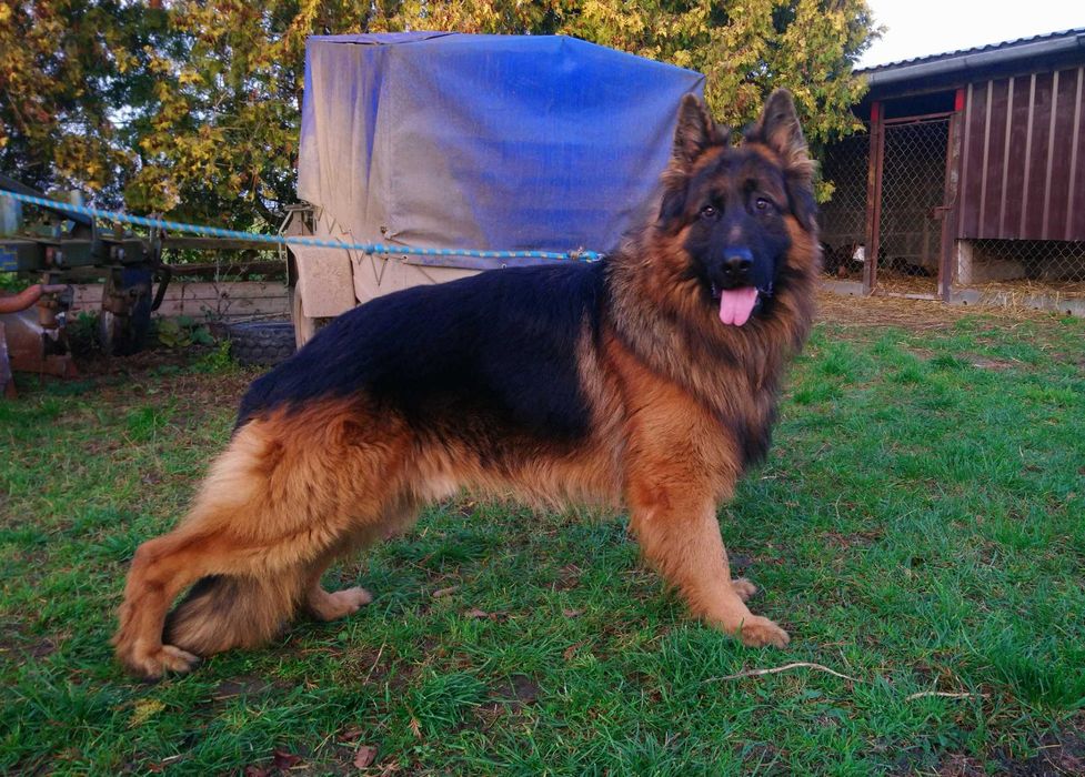 Owczarek niemiecki - szczeniak