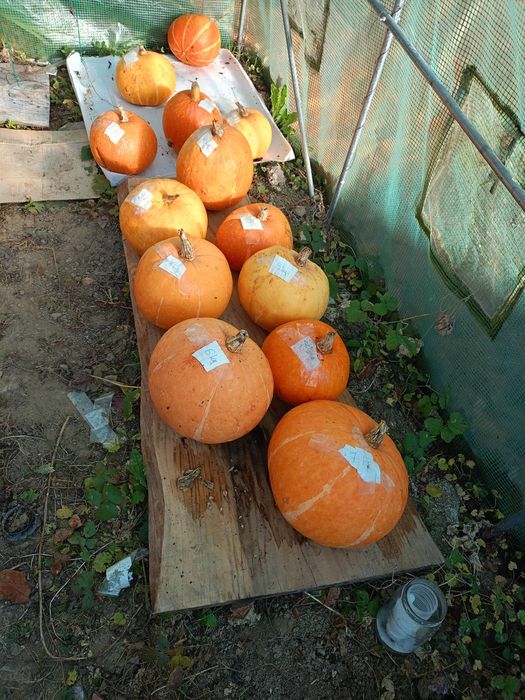 Dynie ekologiczne bio jadalne