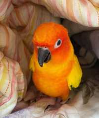 Супер ручний оранжево жовто зеленого окрасу папужка, викормиш