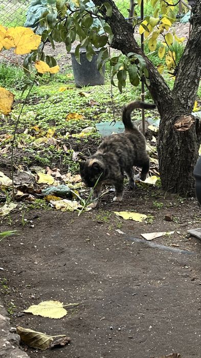Кошеня дівчинка заберіть будь ласка