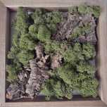 Obraz 25x25 cm chrobotek ciemnozielony, kora korkowa, ramka dąb NR2